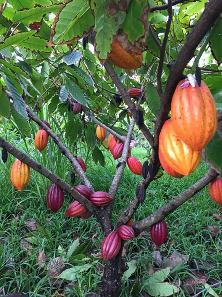 Kualoa Grown — photo 4