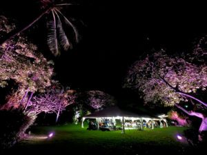 trees lit up at night wedding in hawaii