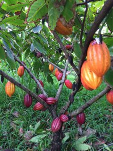 cacao pods growing on trees at kualoa