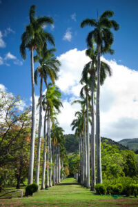 dillingham ranch outdoor wedding venue with a line of coconut trees and other tropical plants