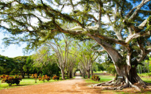 dillingham ranch wedding venue entrance surrounded by trees and tropical plants